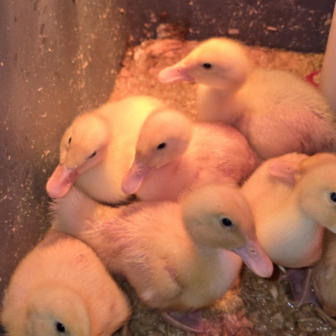 Young ducklings raised at Loco Acres Farm in Millbury, Ohio